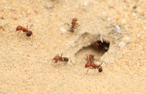 Pogonomyrmex snellingiPogonomyrmex snellingi