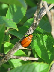 Tetraonyx frontalis