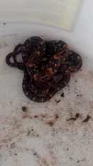 Trimorphodon biscutatus