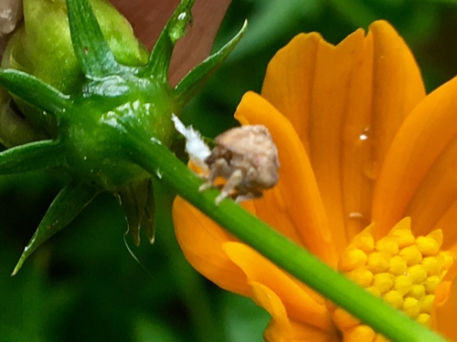 Acanaloniidae