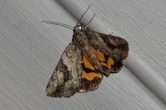 Catocala micronympha