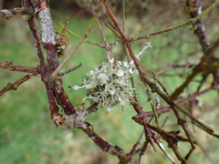 Ramalina glaucescens
