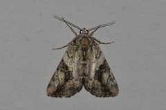 Catocala micronympha