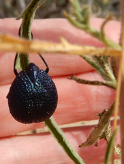 Cysteodemus wislizeni