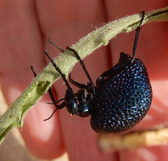 Cysteodemus wislizeni