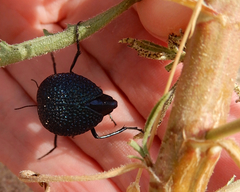 Cysteodemus wislizeni