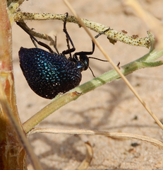 Cysteodemus wislizeni