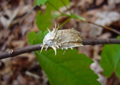 Akanthomyces aculeatus