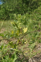 Vicia narbonensis