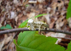 Akanthomyces aculeatus