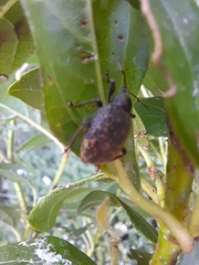 Otiorhynchus aurifer