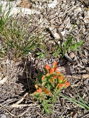 Castilleja glandulosa