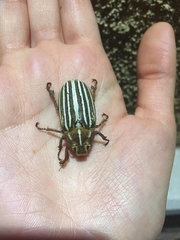 Polyphylla decemlineata