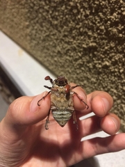 Polyphylla decemlineata