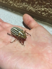 Polyphylla decemlineata