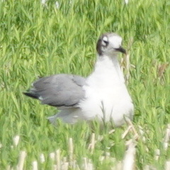 Leucophaeus pipixcan