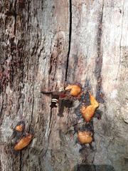 Amphion floridensis
