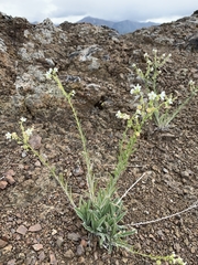 Hackelia diffusa arida