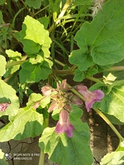 Proboscidea louisianica