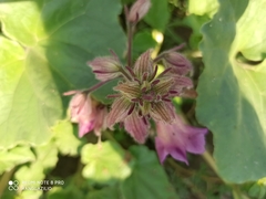 Proboscidea louisianica