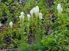 Xerophyllum asphodeloides