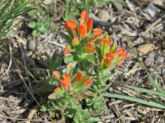 Castilleja glandulosa