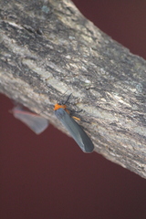 Gnamptonychia ventralis