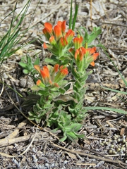 Castilleja glandulosa
