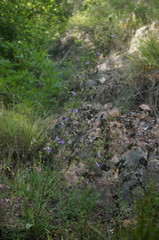 Campanula sibirica taurica