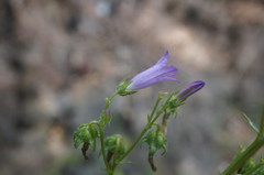 Campanula sibirica taurica