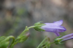 Campanula sibirica taurica