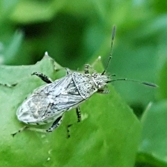 Stictopleurus punctatonervosus