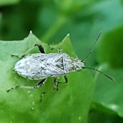 Stictopleurus punctatonervosus