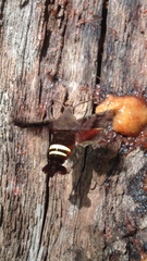 Amphion floridensis