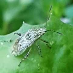 Stictopleurus punctatonervosus