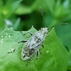 Stictopleurus punctatonervosus