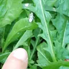 Stictopleurus punctatonervosus