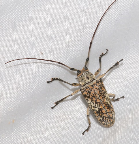 Ephiales cretacea