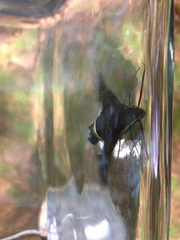Amphion floridensis