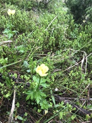 Trollius laxus