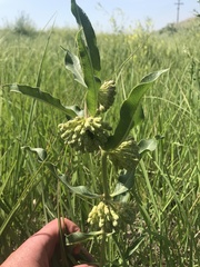 Asclepias viridiflora