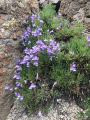 Penstemon fruticosus