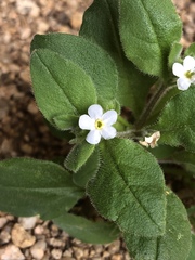 Myosotis krylovii