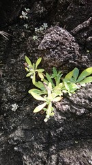 Crepidiastrum lanceolatum