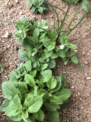 Myosotis krylovii