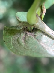 Andricus quercuspetiolicola