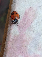 Hippodamia convergens