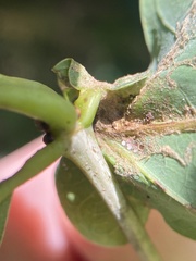 Andricus quercuspetiolicola