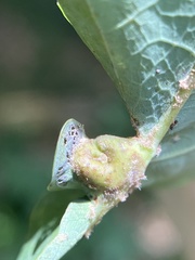 Andricus quercuspetiolicola