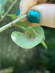 Andricus quercuspetiolicola